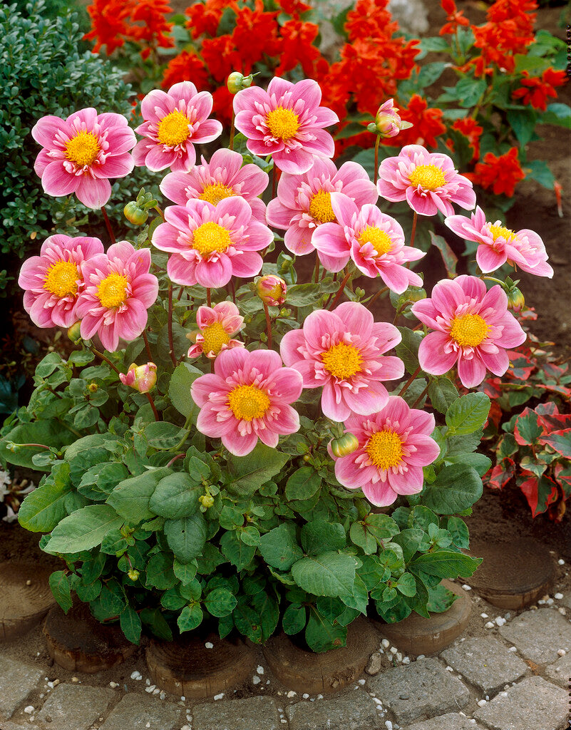Dahlia Hartenaas
