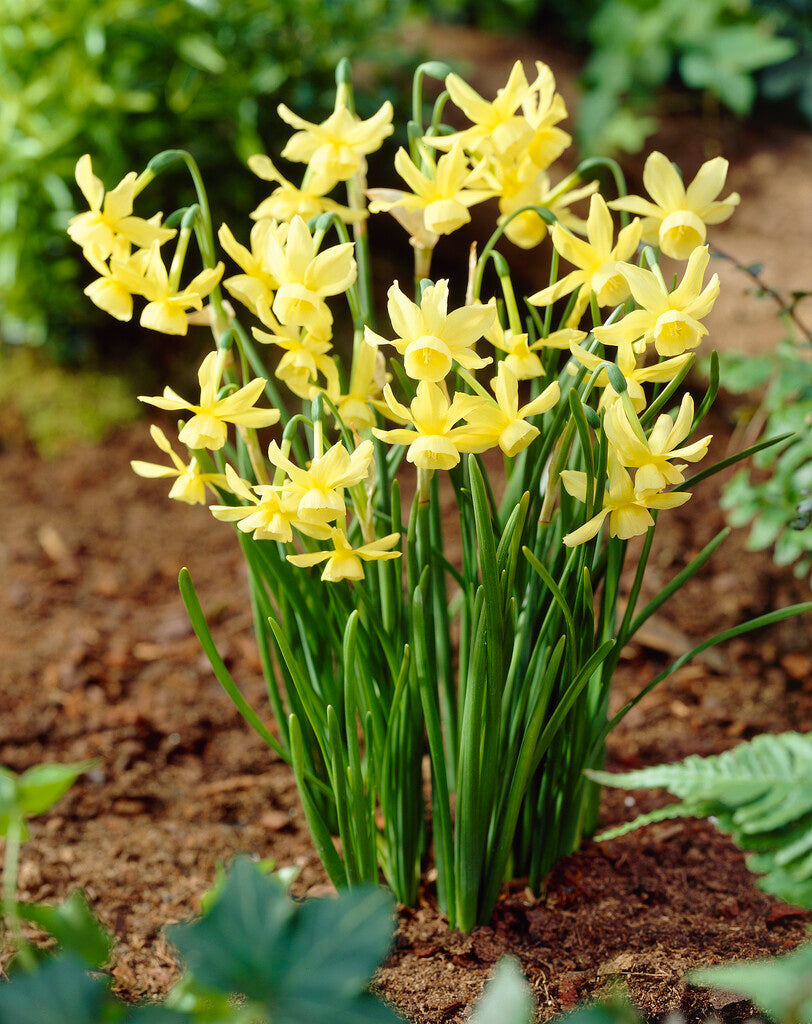 Narcissus Hawera