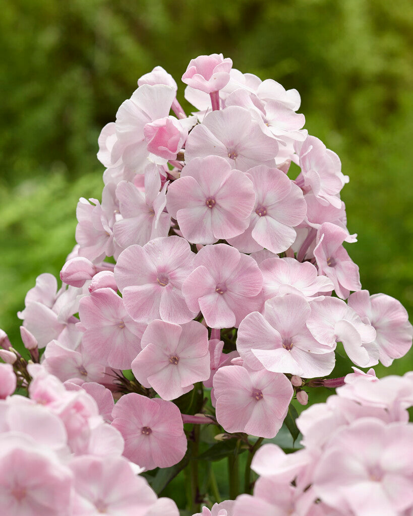 Phlox Helena 