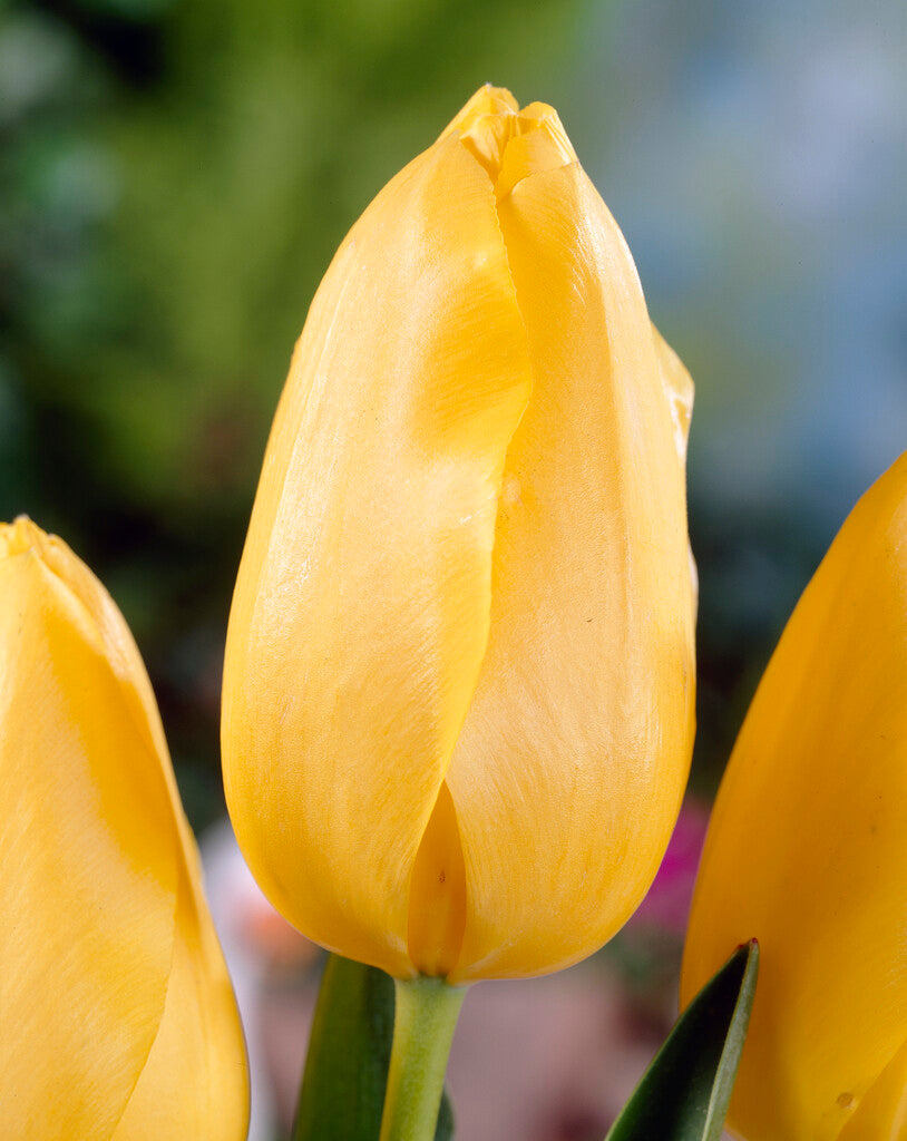 Tulipa Hella Lights