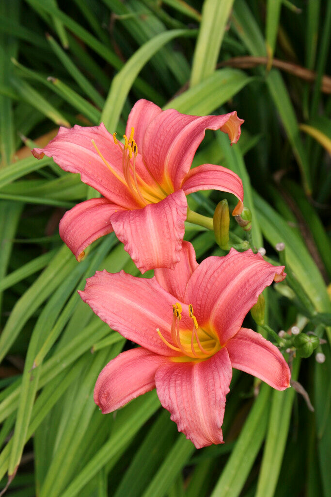 Hemerocallis Pink Damask