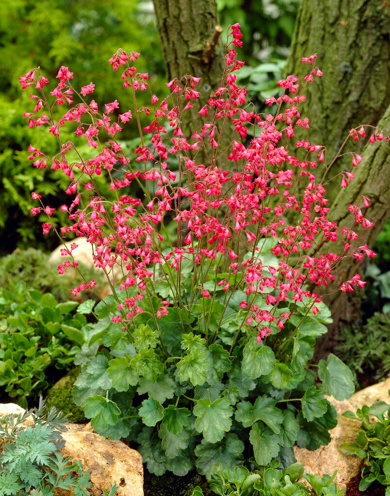 Heuchera Leuchtkäfer