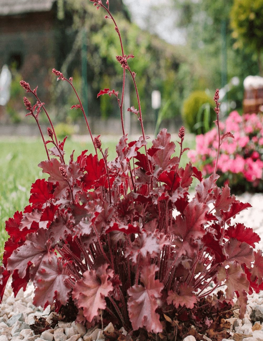 Heuchera Melting Fire