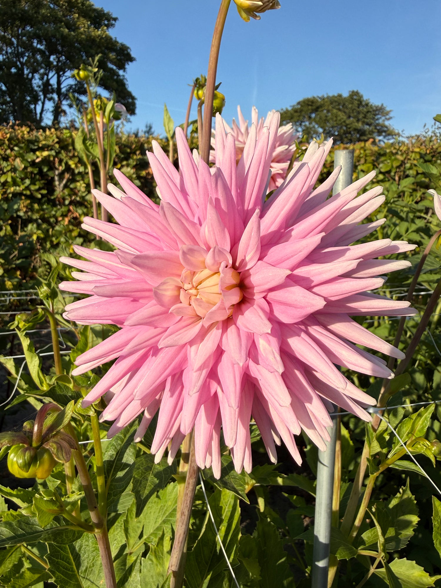 Dahlia Hillcrest Candy