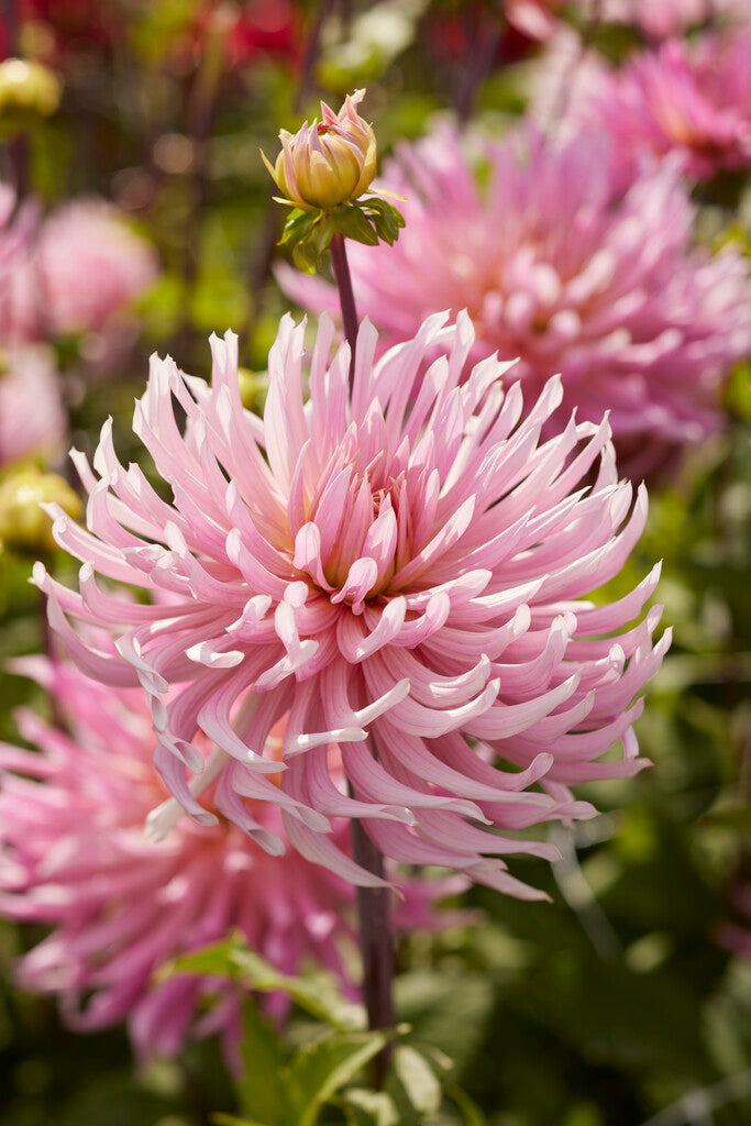 Dahlia Hollyhill Cotton Candy