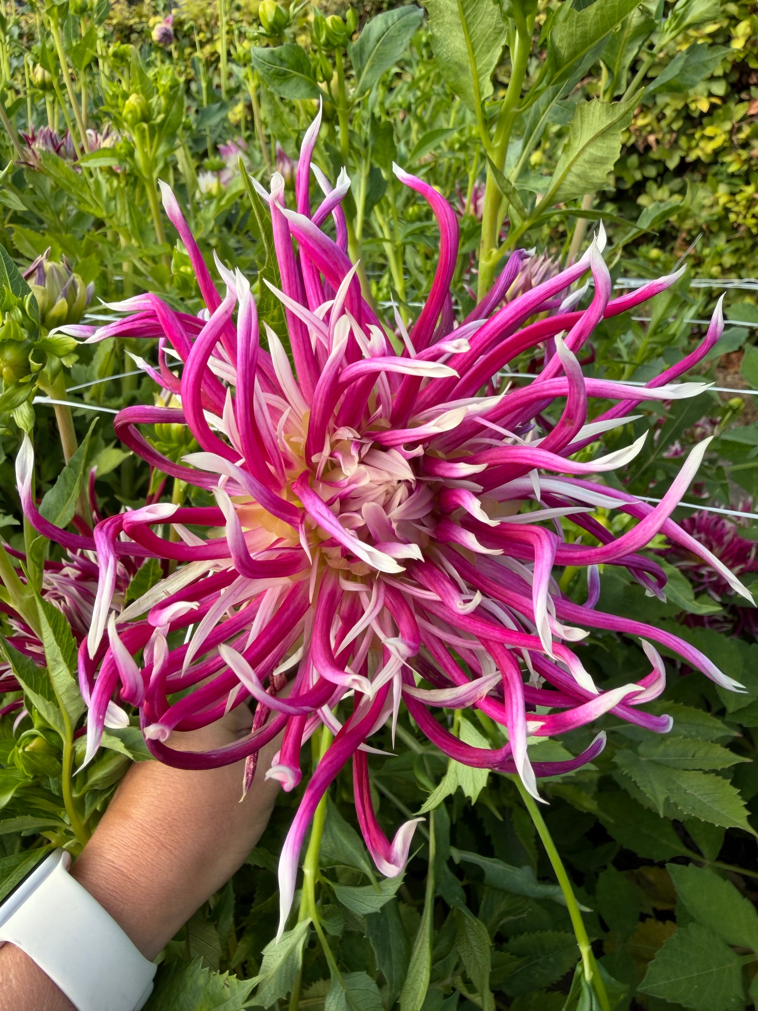 Dahlia Hollyhill Spiderwoman
