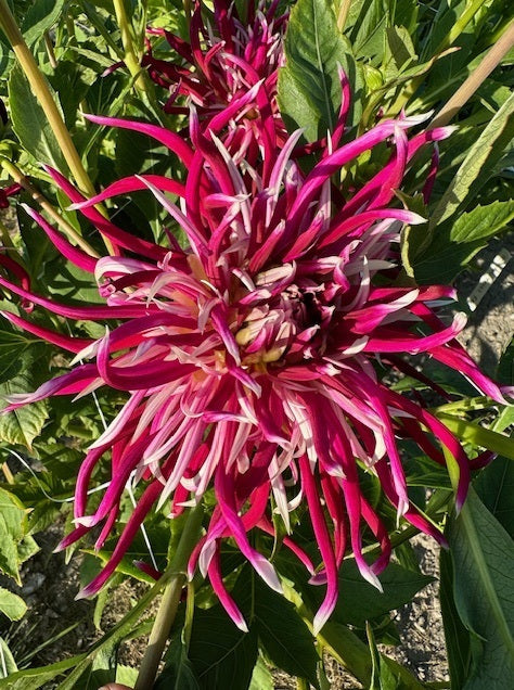 Dahlia Hollyhill Spiderwoman