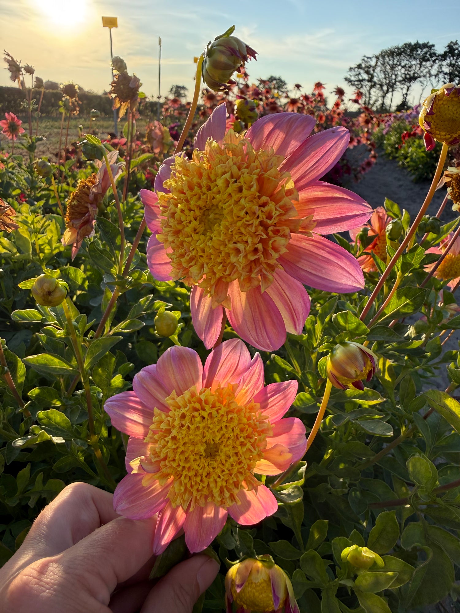 Dahlia Honey