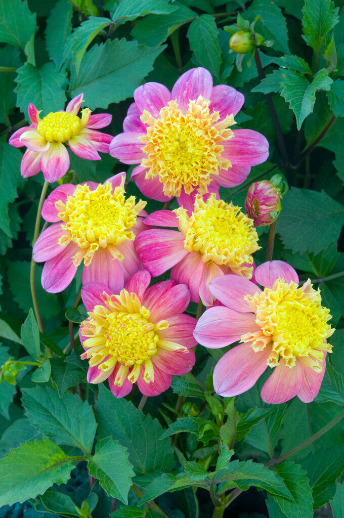 Dahlia Honey