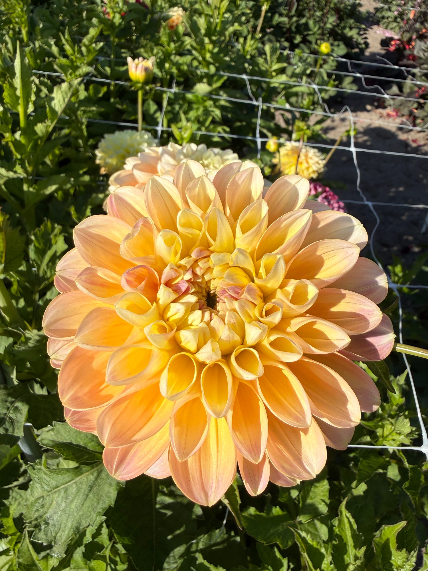 Dahlia Honey Dew