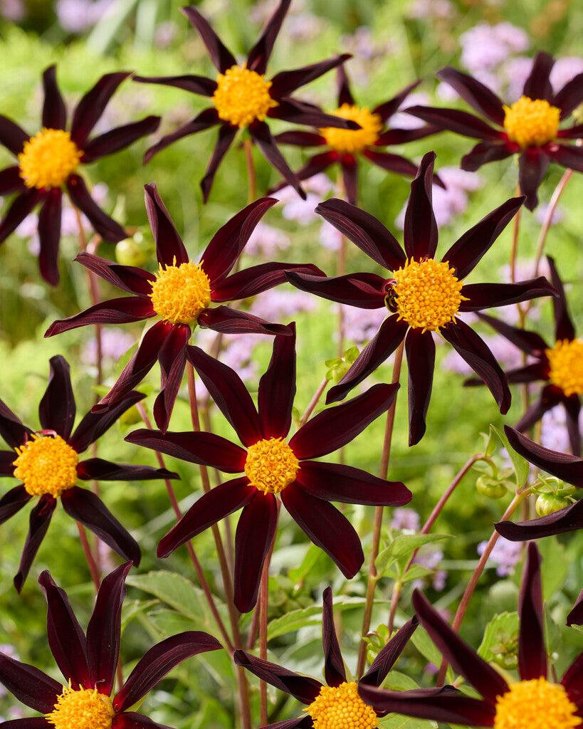Dahlia Honka Dark