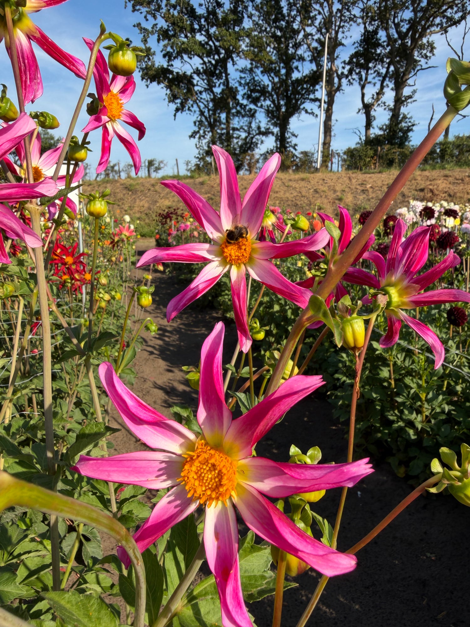 Dahlia Honka Pink