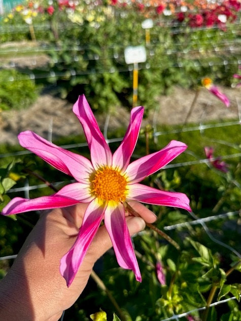 Dahlia Honka Pink