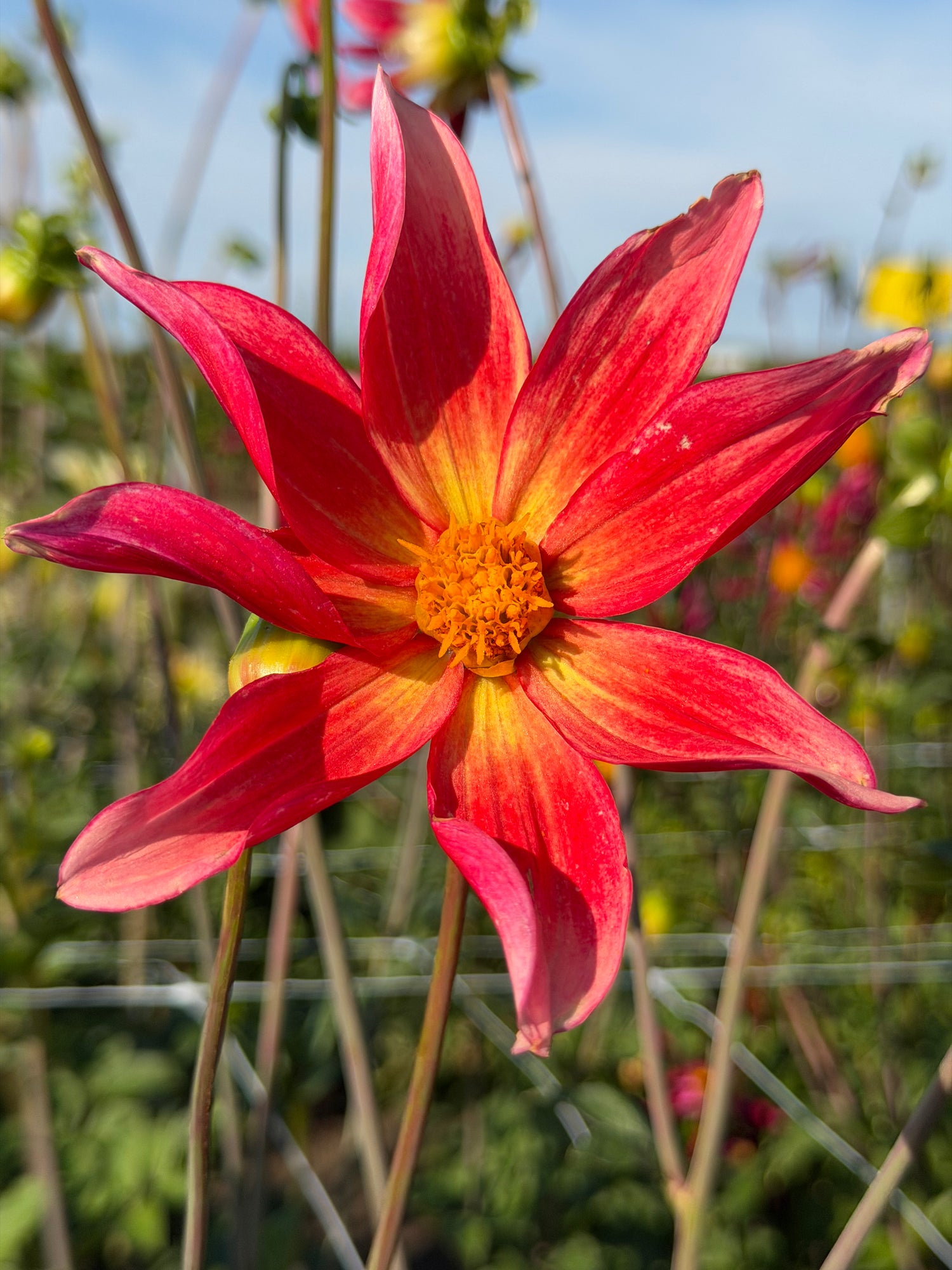 Dahlia Honka Surprise
