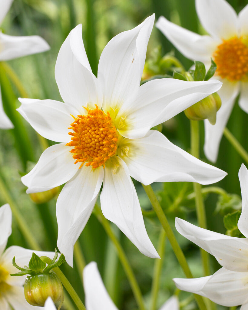Dahlia Honka Wit (North Star)