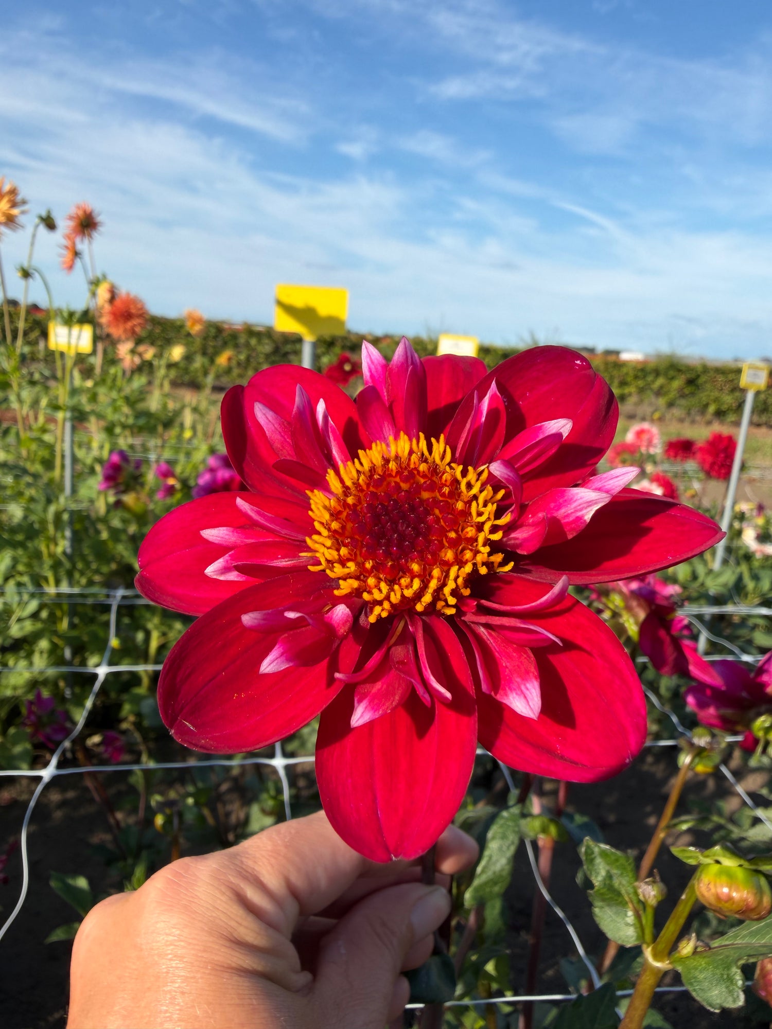 Dahlia Hootenanny-Swan Island