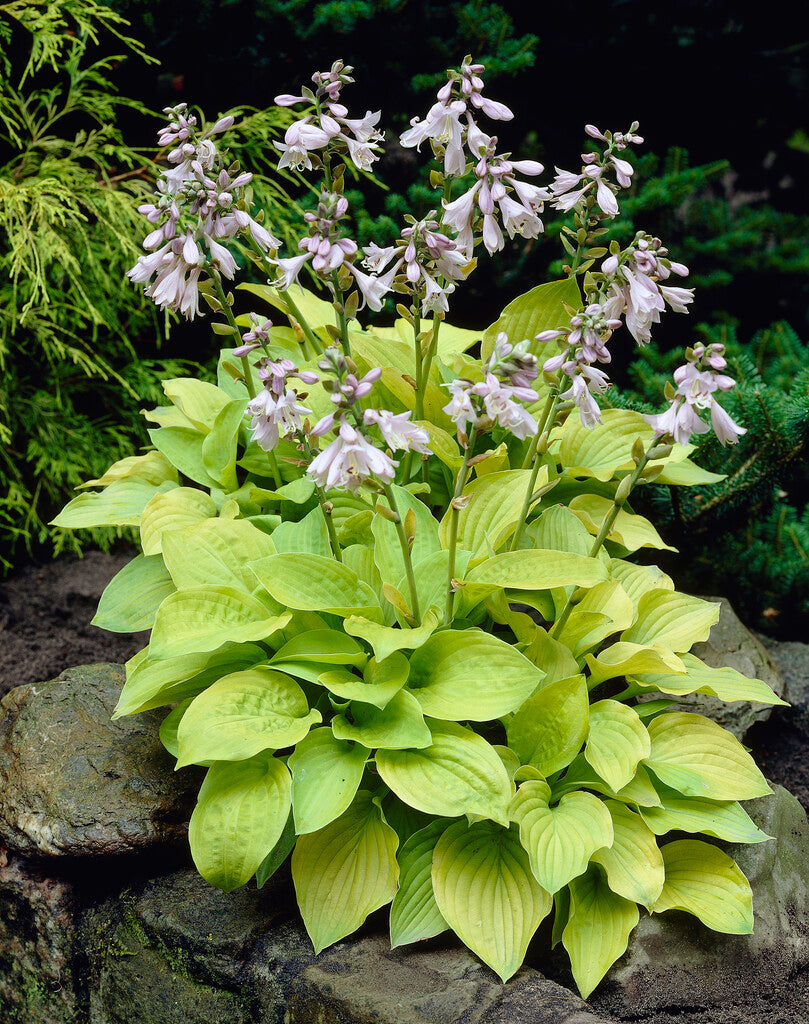 Hosta 'August Moon'