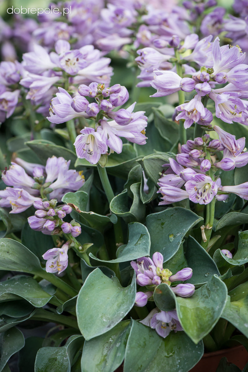 Hosta Blaue Mausohren