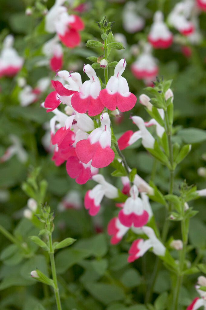Salvia Hot Lips