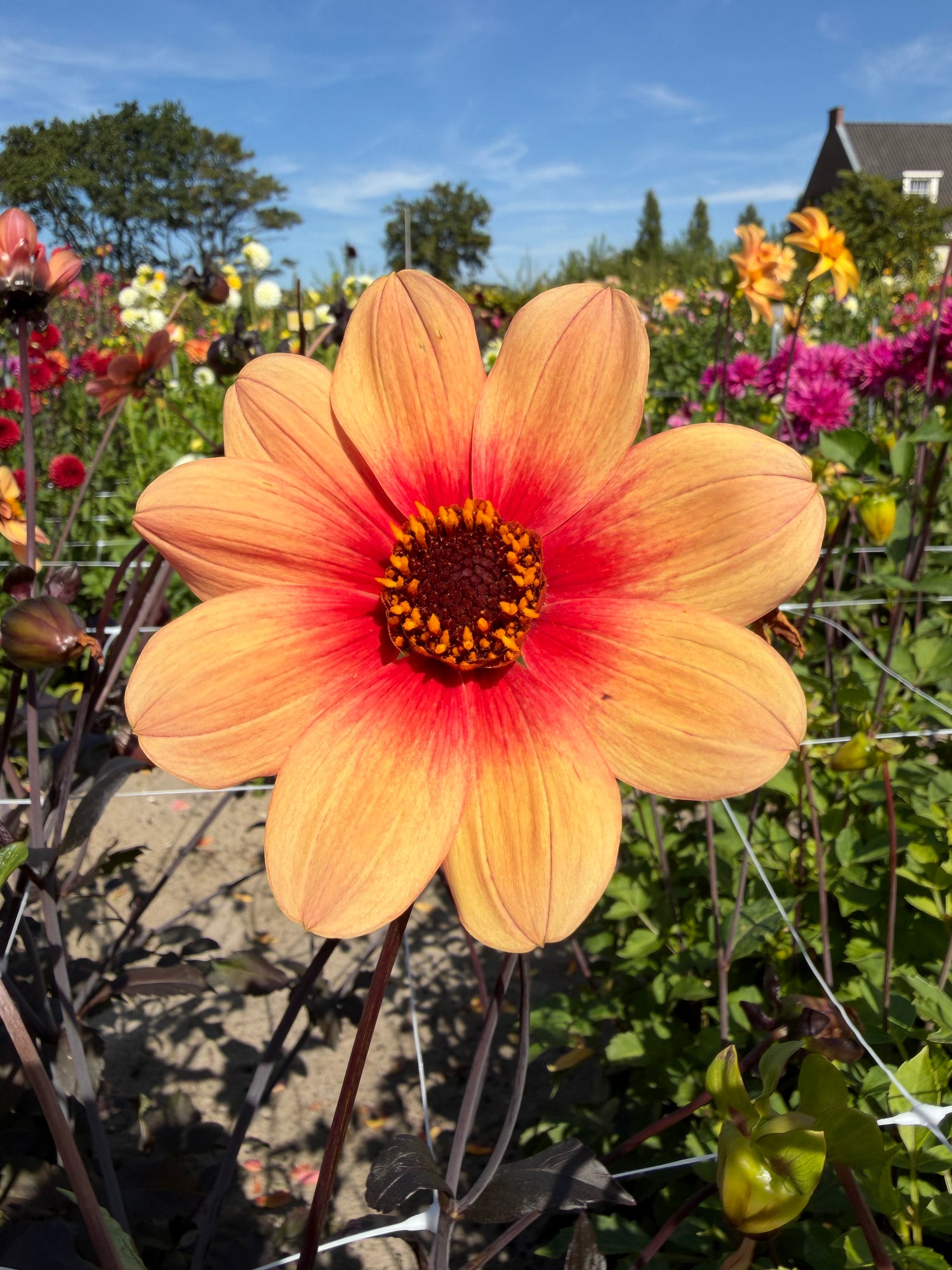 Dahlia HS Date