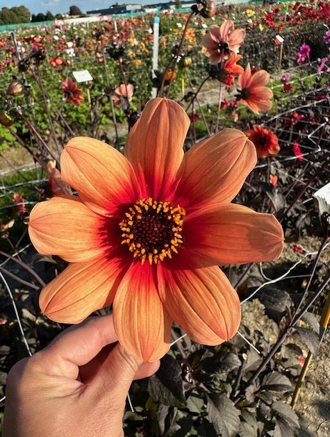 Dahlia HS Date