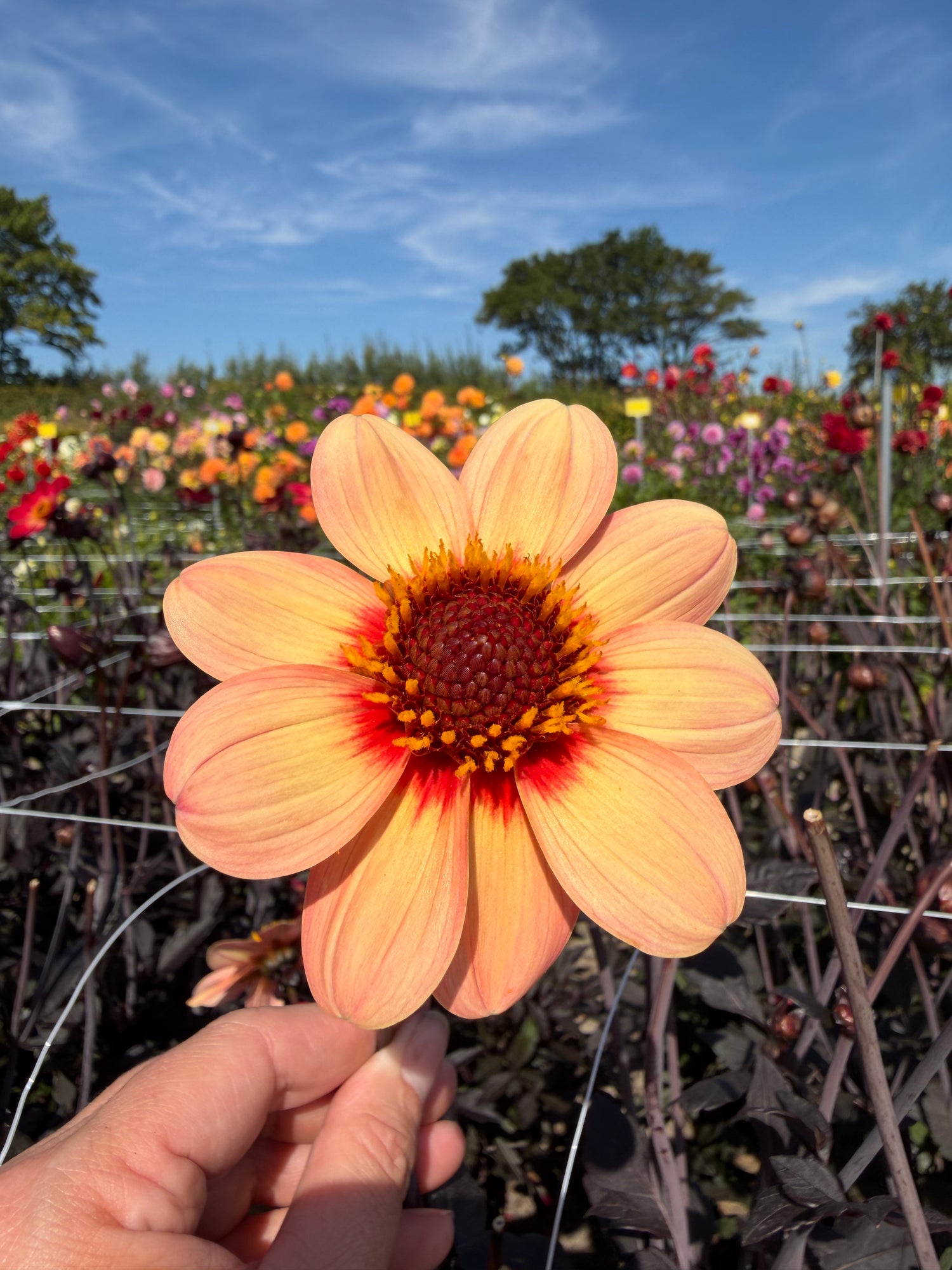 Dahlia HS First Love