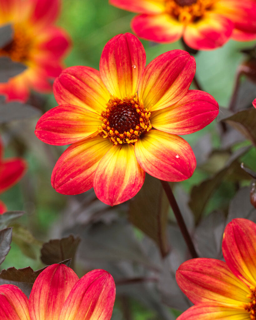 Dahlia HS Flame