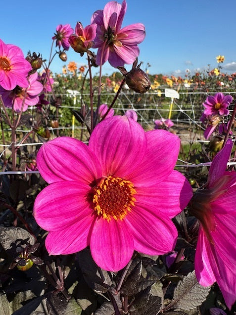 Dahlia HS Juliet