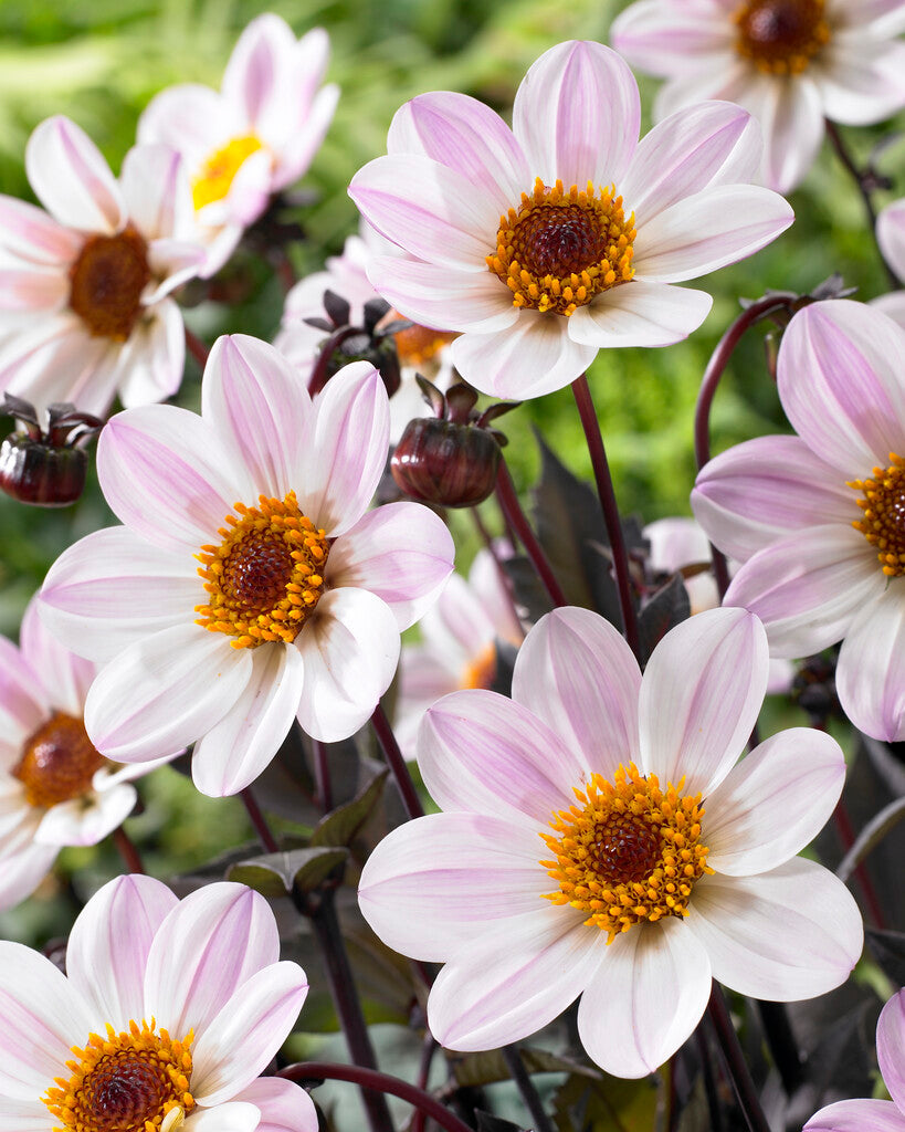 Dahlia HS Princess