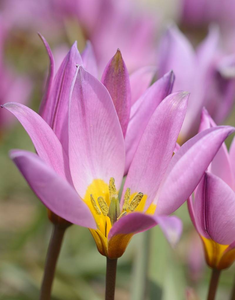 Tulipa Humilis