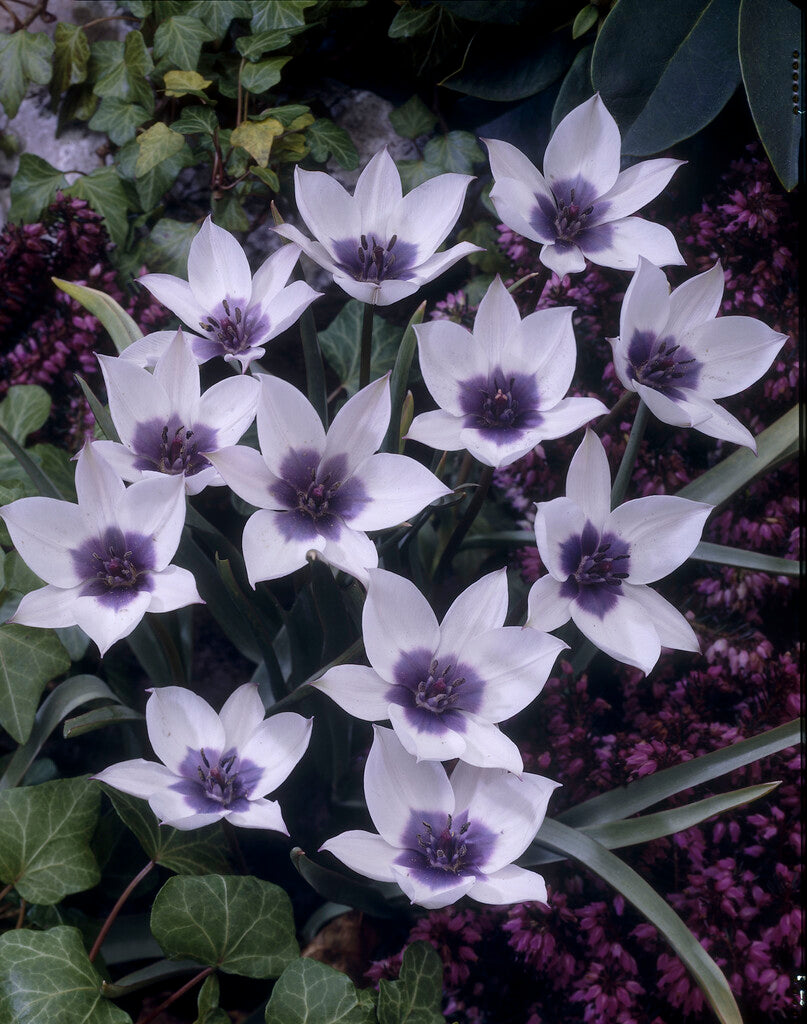 Tulipa Humilis Alba Coerulea Oculata