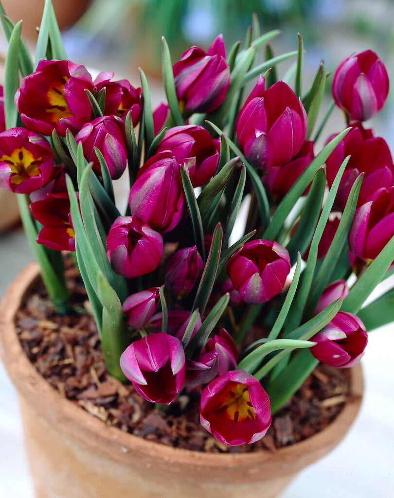 Tulipa Humilis Odalisque