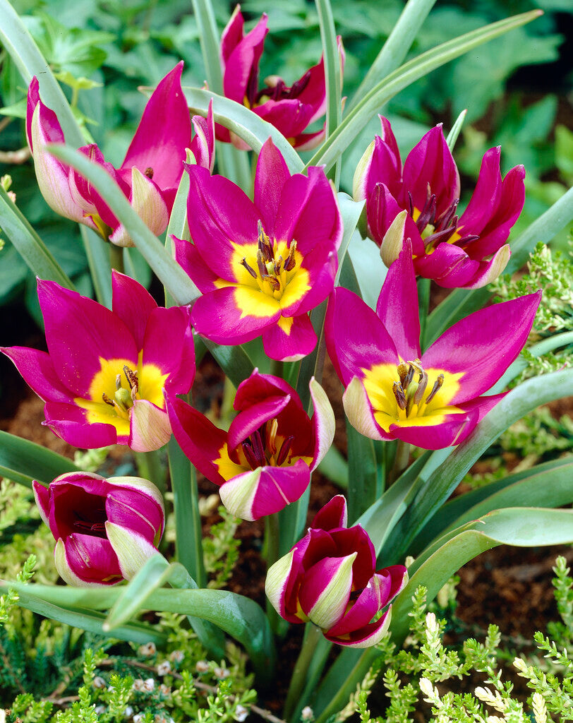Tulipa Humilis Persian Pearl