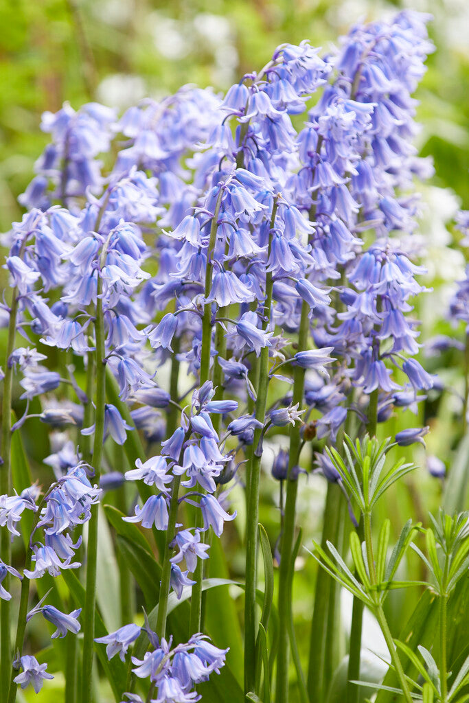 Hyacinthoides Hispanica Blau