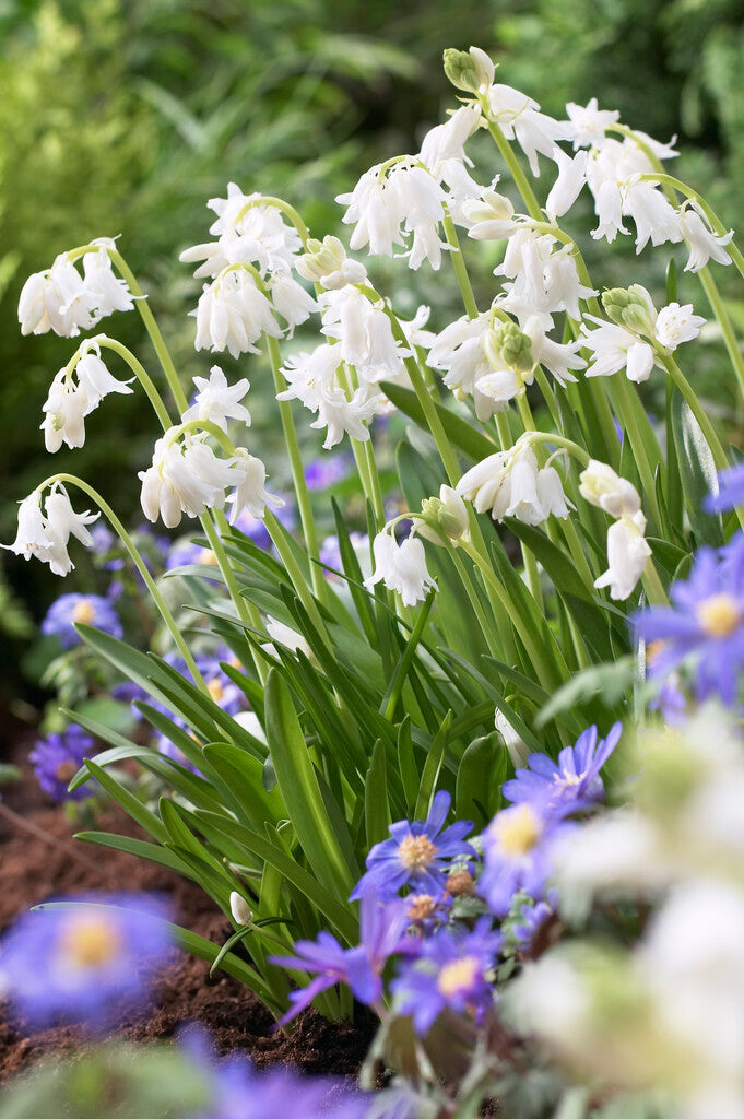 Hyacinthoides Hispanica Weiß