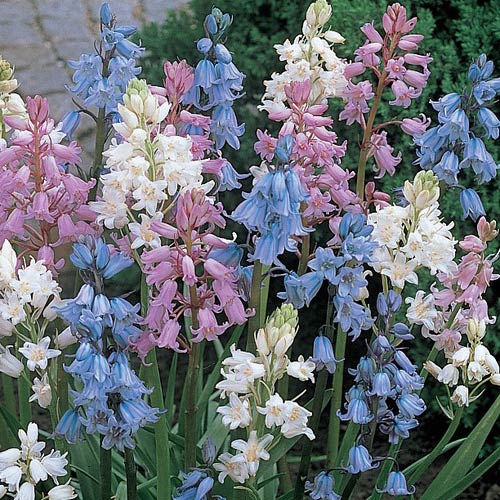 hyacinthoides mix