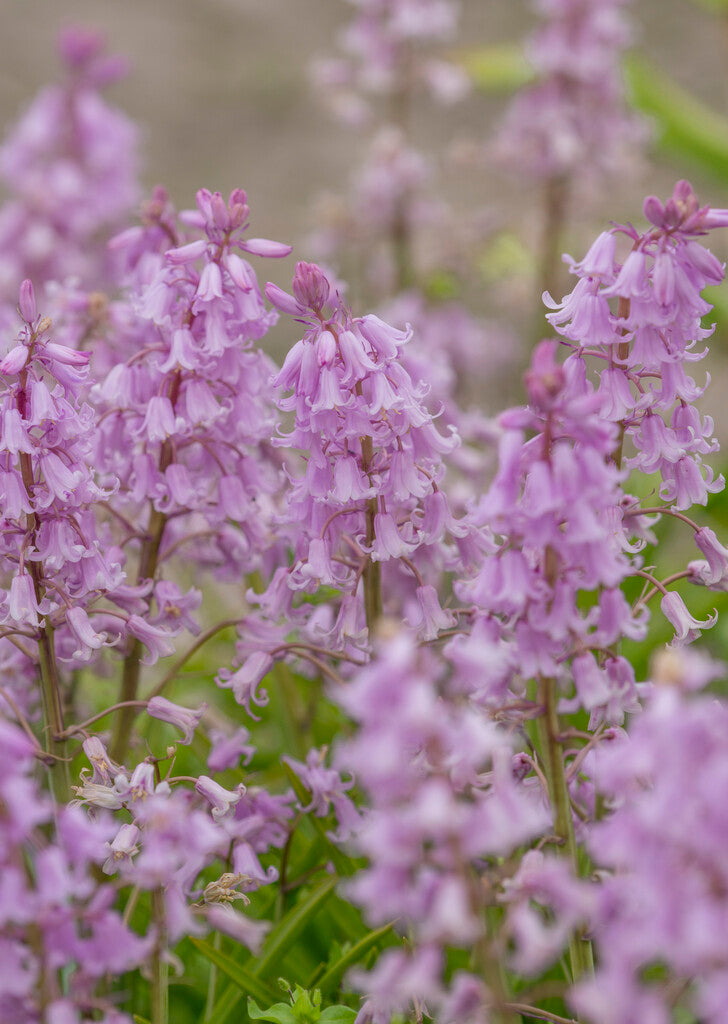 hyacinthoieds miss world