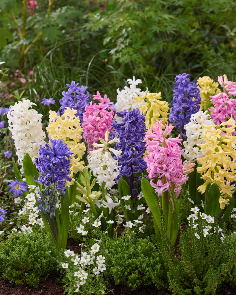 BLACK FRIDAY OFFER Hyacinth mix 10 pieces