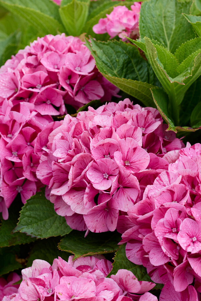 Hydrangea aspera Macrophylla