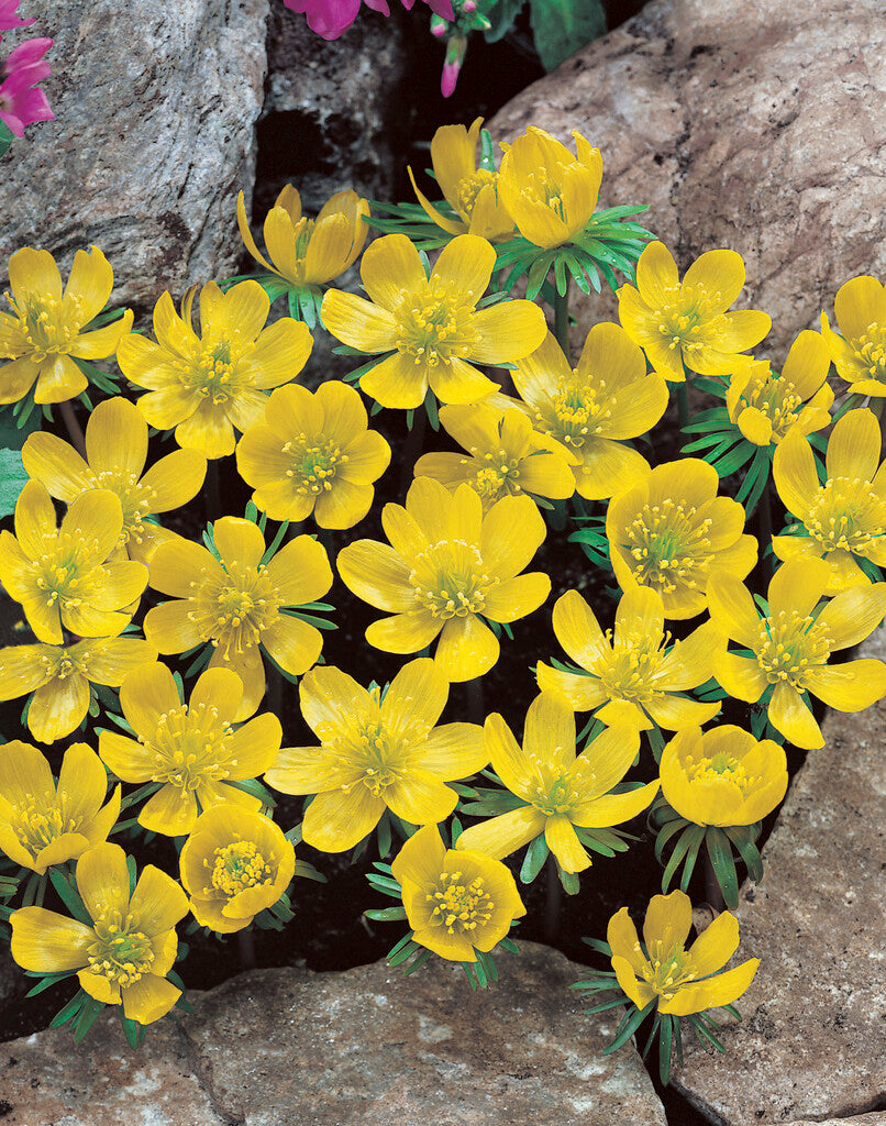 Eranthis Hyemalis