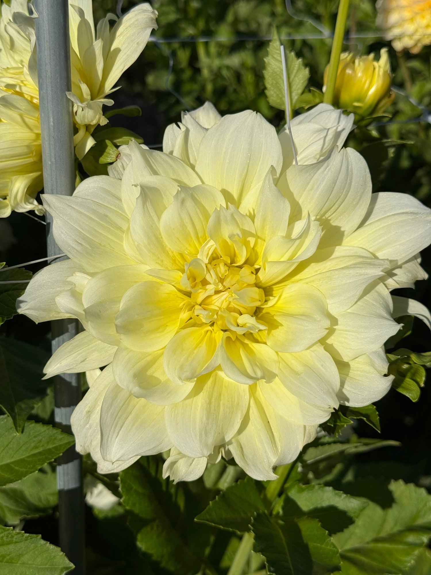 Dahlia Icebreaker