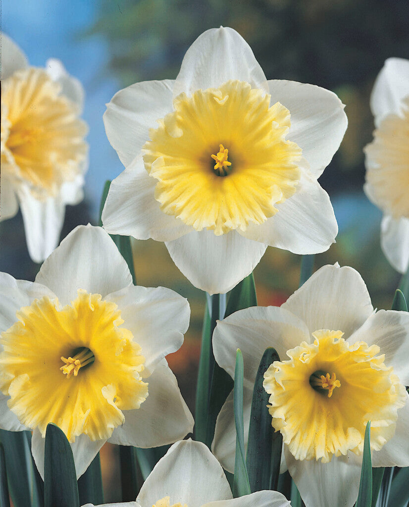 Narcissus Ice Follies