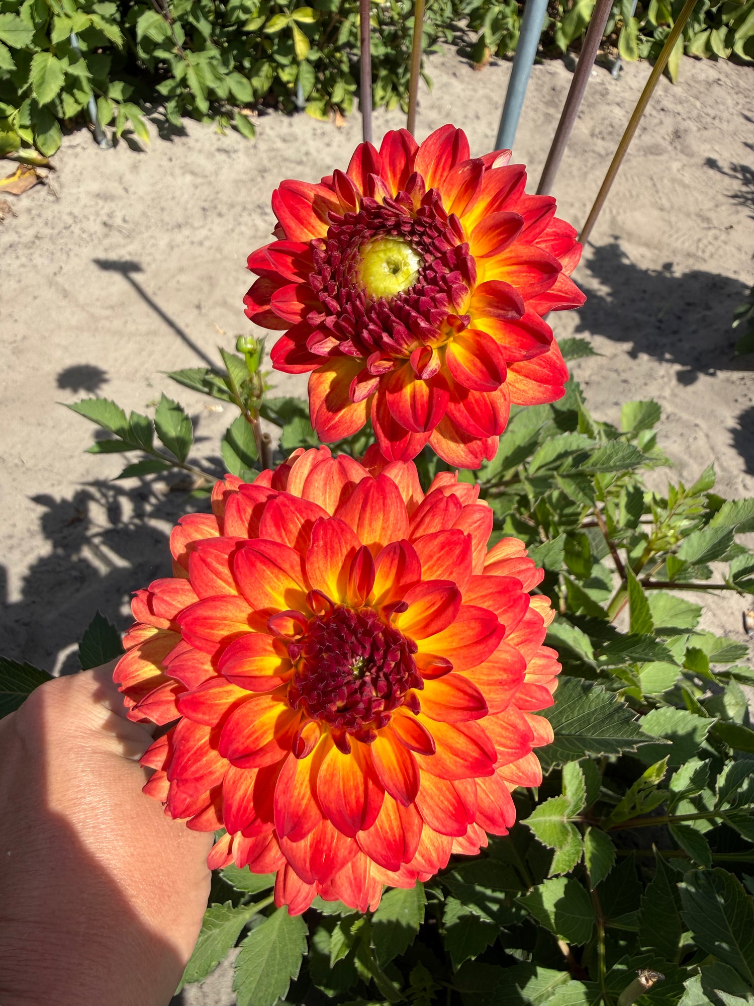 Dahlia Icoon