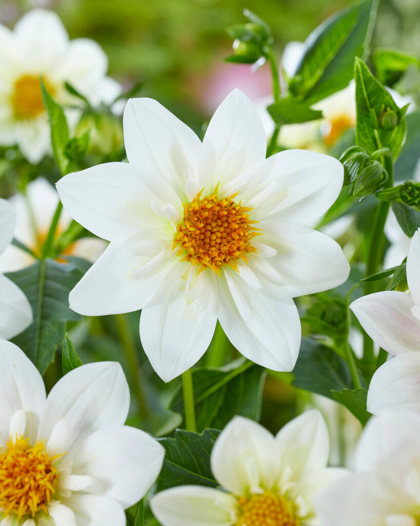 Dahlia Impression Flamenco