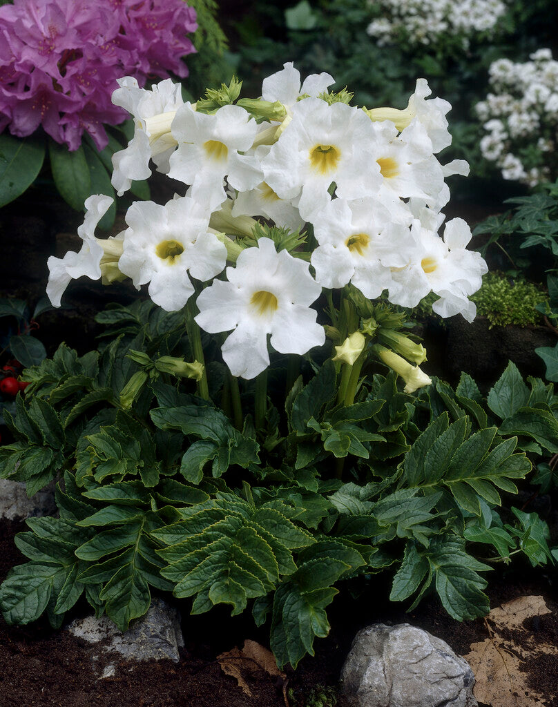 Incarvillea Delavayi Snowtop