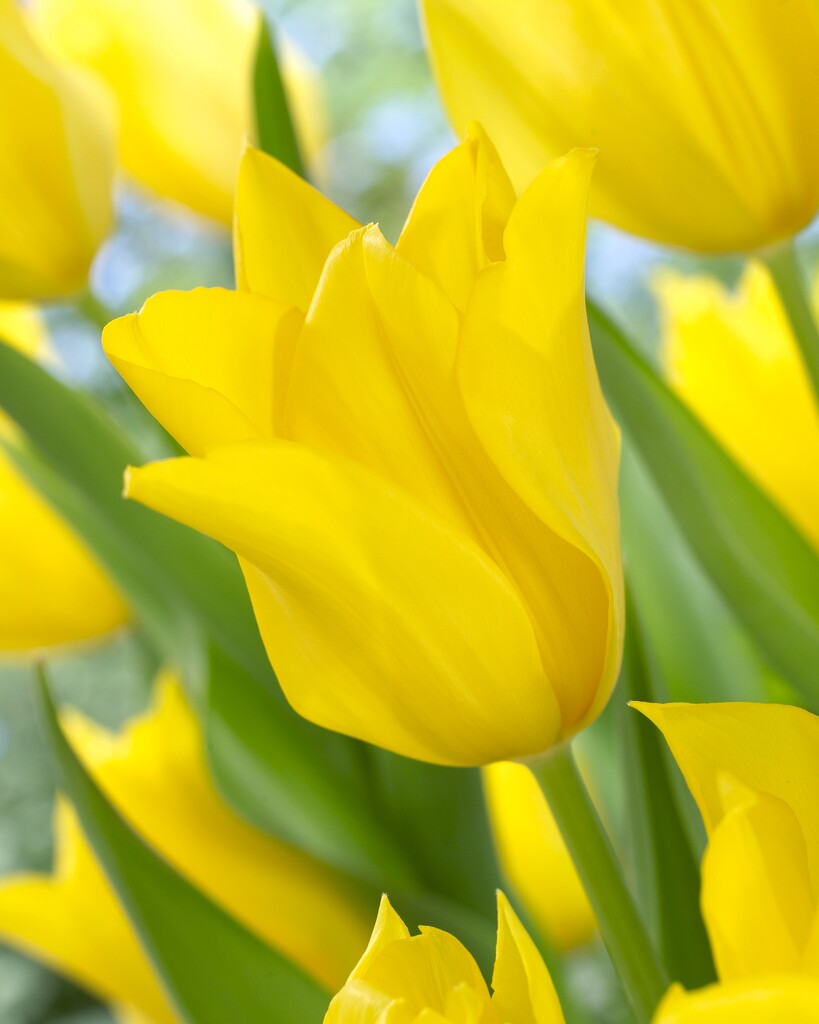 Tulipa Inimitable
