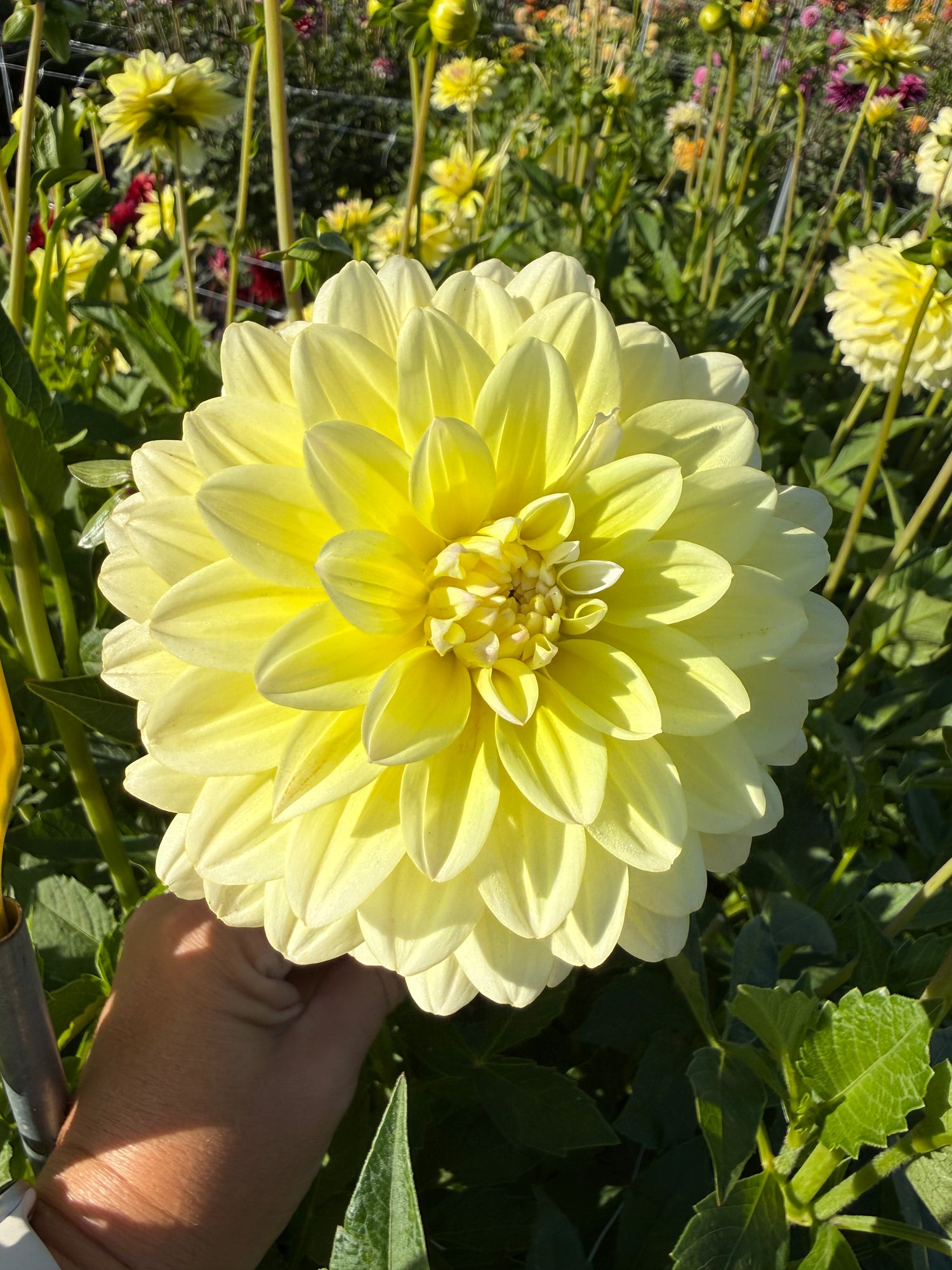 Dahlia Innocent Silence