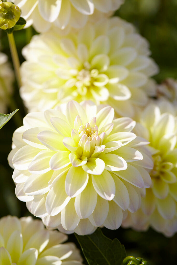 Dahlia Innocent Silence