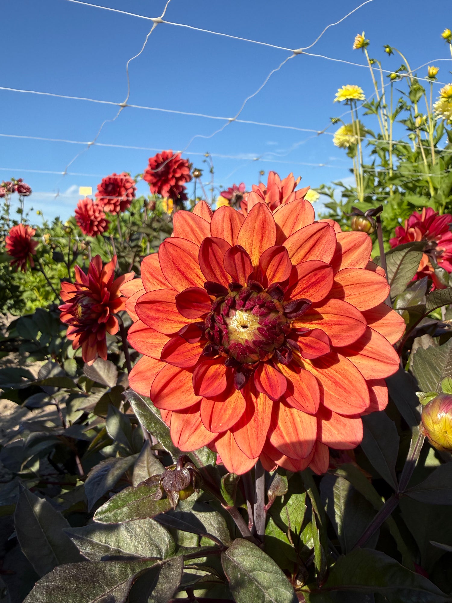 Dahlia Invitation