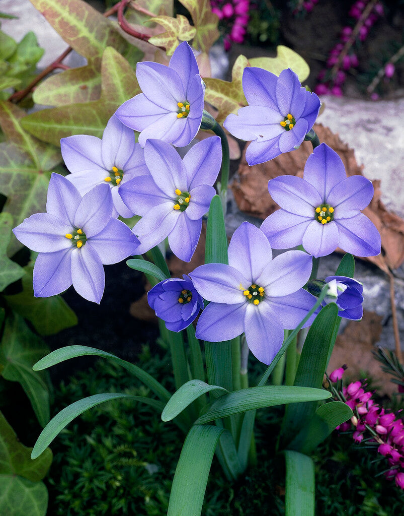 Ipheion Rolf Fiedler